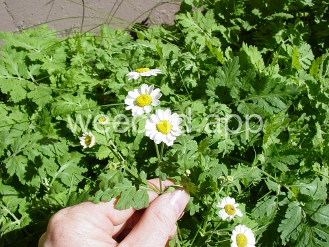 feverfew